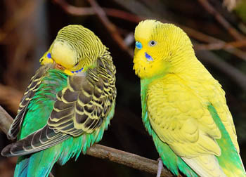 Parakeets Budgies Picture