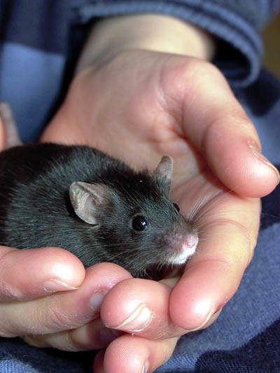 Pet Rodent in Hand Picture