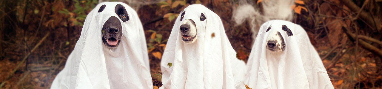 Halloween Pet Costume Contest Picture