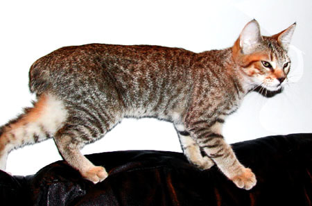 Pixie-Bob Cat Displaying Bobbed Tail Picture