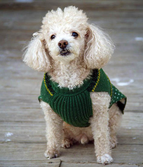 Poodle for Seniors Picture
