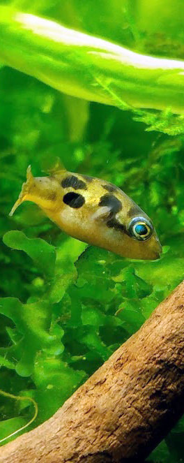 Dwarf Puffer Fish Picture