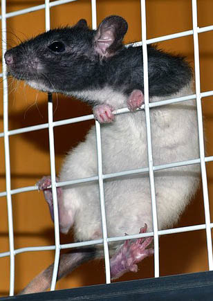 Rat Climbing Cage Picture