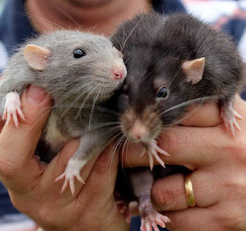 Pet Rats in Hand Picture
