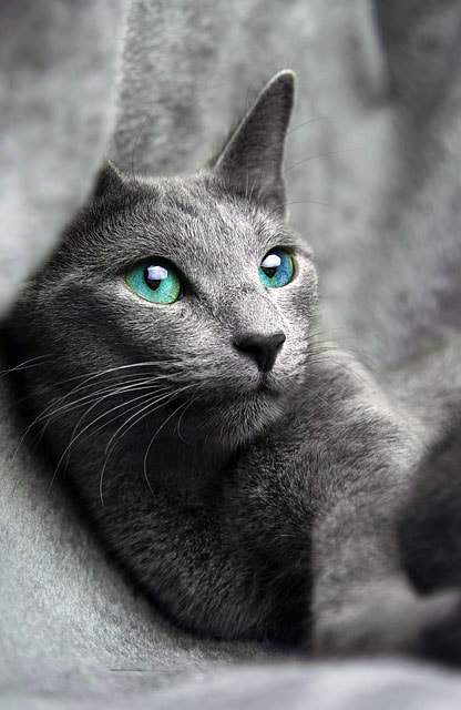 Russian Blue Cat Picture
