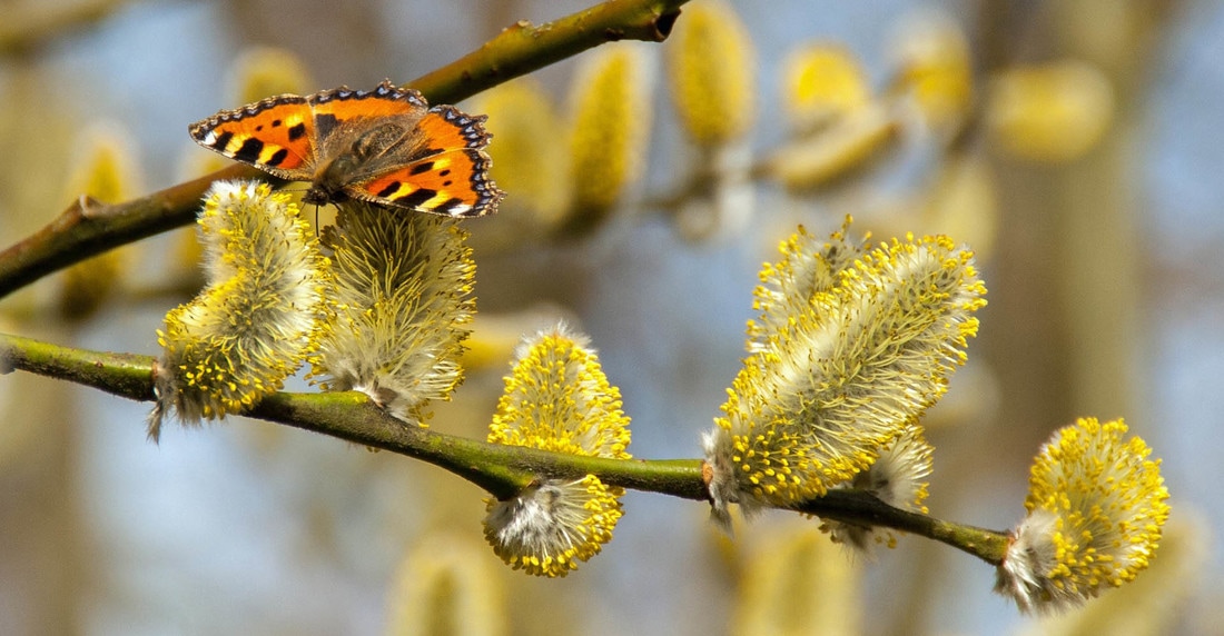 Spring Allergies & Pollen Picture