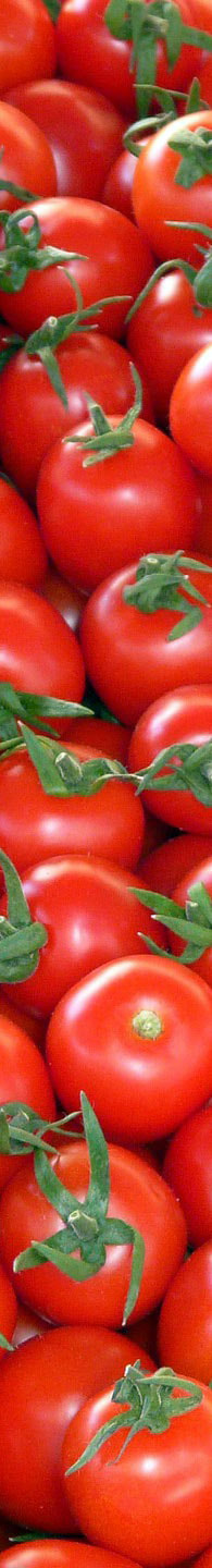 Tomatoes Picture
