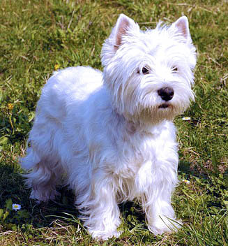 West Highland White Terrier for Seniors Picture